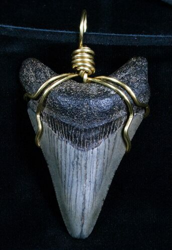 Wire Wrapped Megalodon Tooth Necklace #4695